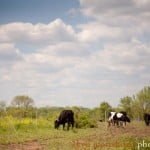 Bobolink cows at pasture, photographed by NJ photographer Kyo Morishima.