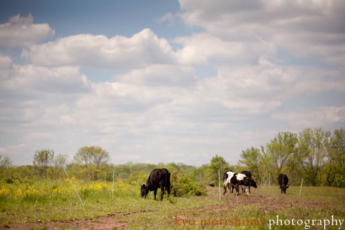 Bobolink cows at pasture, photographed by NJ photographer Kyo Morishima.