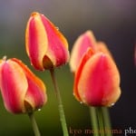 Striped tulips in Metuchen, photographed by NJ photographer Kyo Morishima.