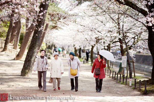 Japanese ladies under cherry blossom trees, photographed by Kyo Morishima