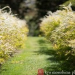 Feathery shrubs at Greenwood Gardens, photographed by NJ event photographer Kyo Morishima