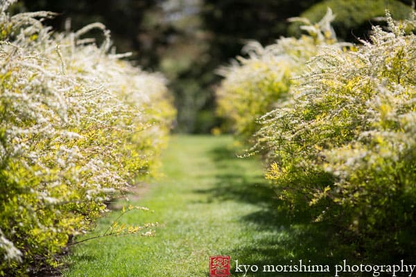 Feathery shrubs at Greenwood Gardens, photographed by NJ event photographer Kyo Morishima