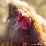 Chicken close-up at Lima Family Farms in Hillsborough, photographed by NJ photographer Kyo Morishima
