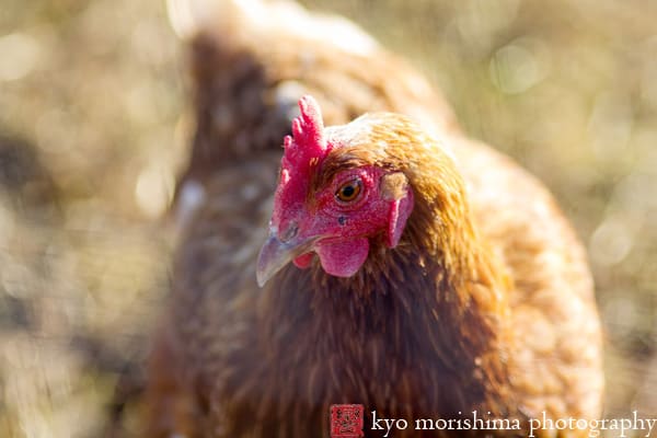 Chicken close-up at Lima Family Farms in Hillsborough, photographed by NJ photographer Kyo Morishima