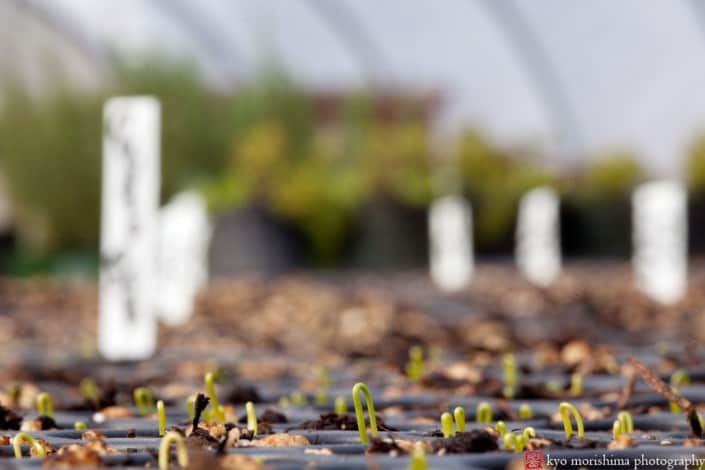 Seedlings peek above ground in a greenhouse, photographed by Kyo Morishima