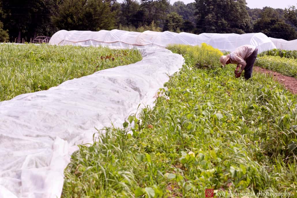 Farm photography at Whistling Wolf: Helen Chandler harvests baby turnips in July, photographed by NJ documentary photographer Kyo Morishima