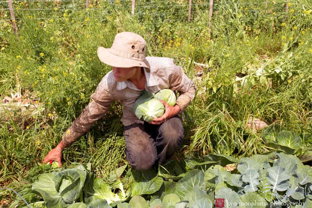 Farm photography at Whistling Wolf: Helen Chandler harvests cabbage, photographed by NJ documentary photographer Kyo Morishima