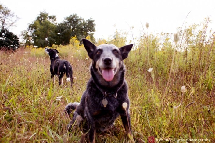 A farm dog poses for the camera, by New Jersey wedding photographer Kyo Morishima