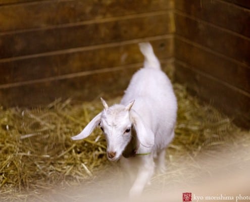 A young white goat approaches the camera, photographed by farm photographer Kyo Morishima