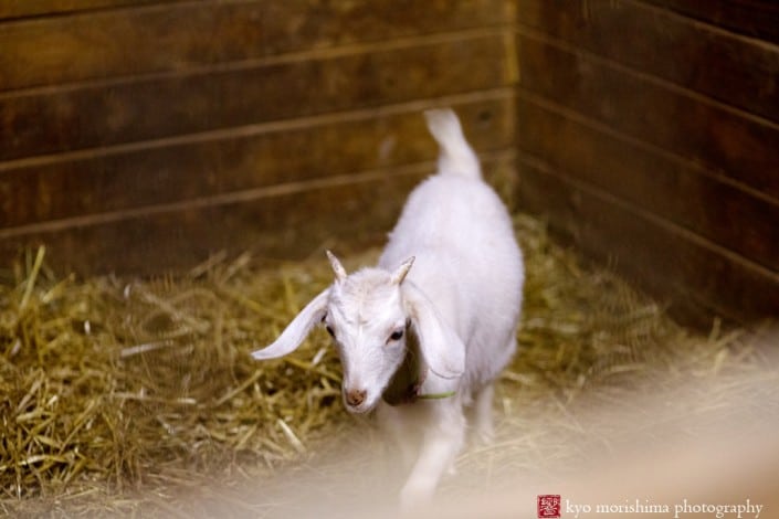 A young white goat approaches the camera, photographed by farm photographer Kyo Morishima