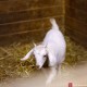A young white goat approaches the camera, photographed by farm photographer Kyo Morishima