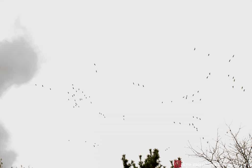 Birds overhead at Grounds for Sculpture, photographed by Hamilton wedding photographer Kyo Morishima