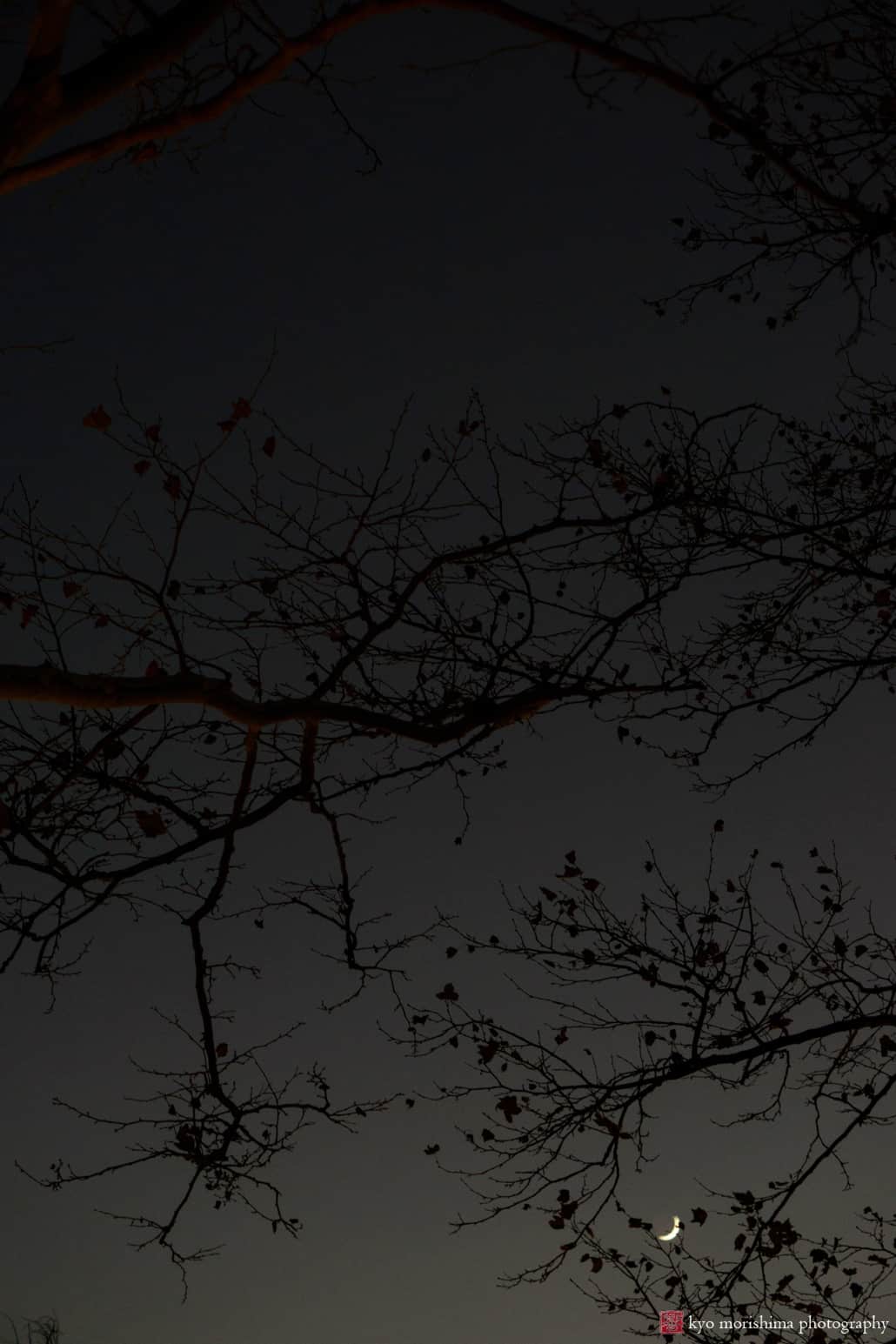 Tree branches barely perceptible in the evening sky with moon hanging low, photographed by Kyo Morishima