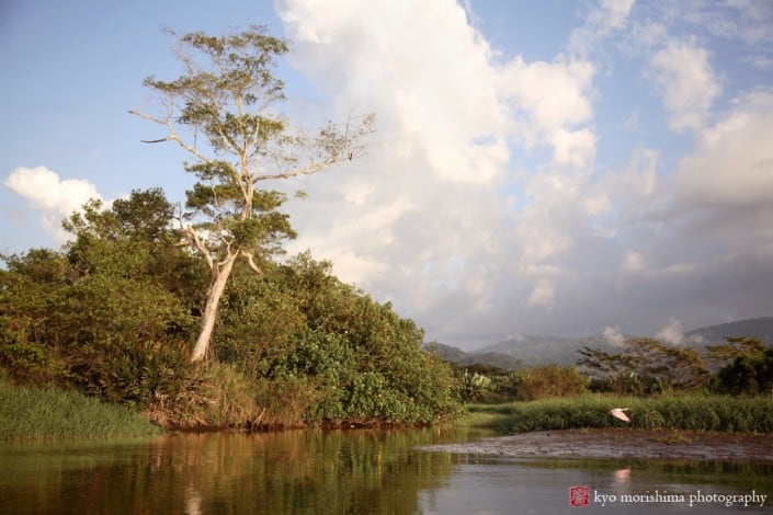 Flamingo flies over river in Costa Rica, photographed by Kyo Morishima