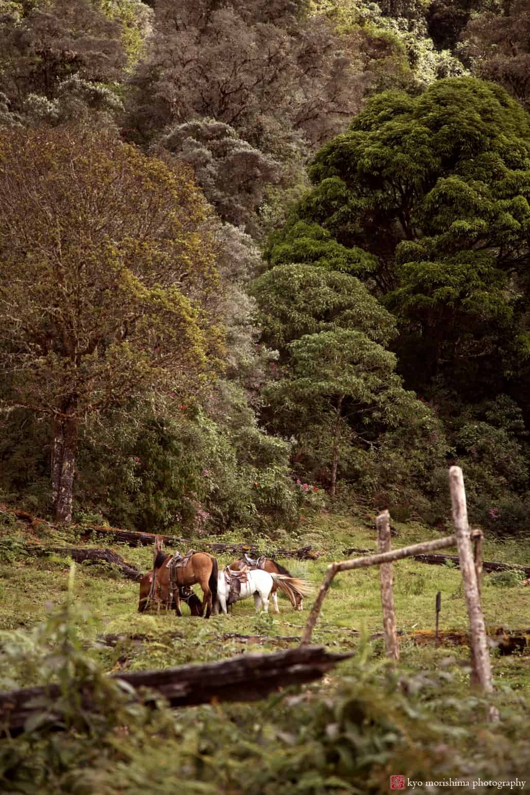 View of horses grazing in Costa Rica, photographed by Kyo Morishima