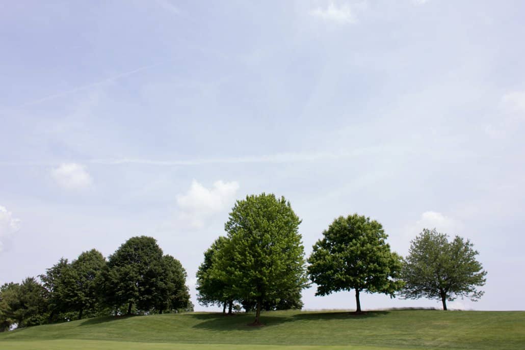 Trees under a clear blue sky at Jasna Polana, photographed by Kyo Morishima