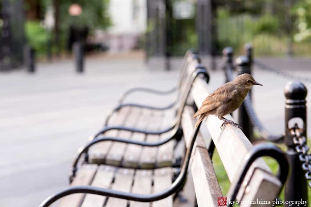 A small bird perches atop a row of street benches in NYC, photographed by Kyo Morishima
