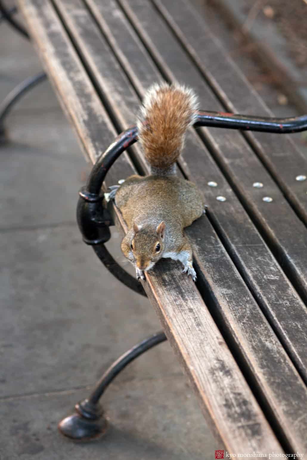Closeup of a squirrel on a NYC street bench, photographed by Kyo Morishima