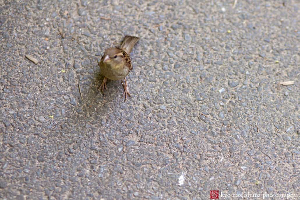 Small bird on asphalt looks up at photographer, photographed by Kyo Morishima