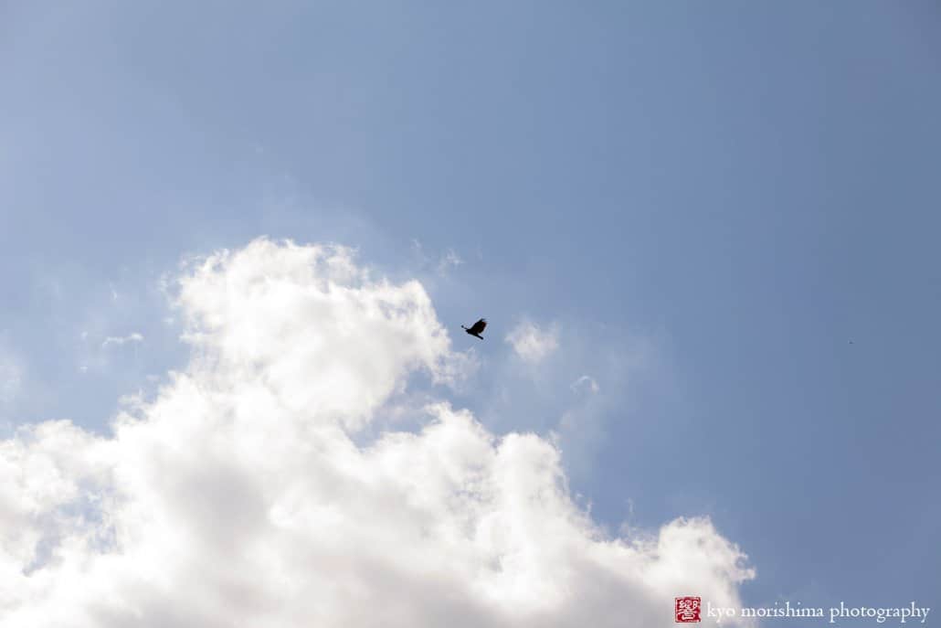 A bird flies up to the clouds on a clear summer day, photographed by Kyo Morishima