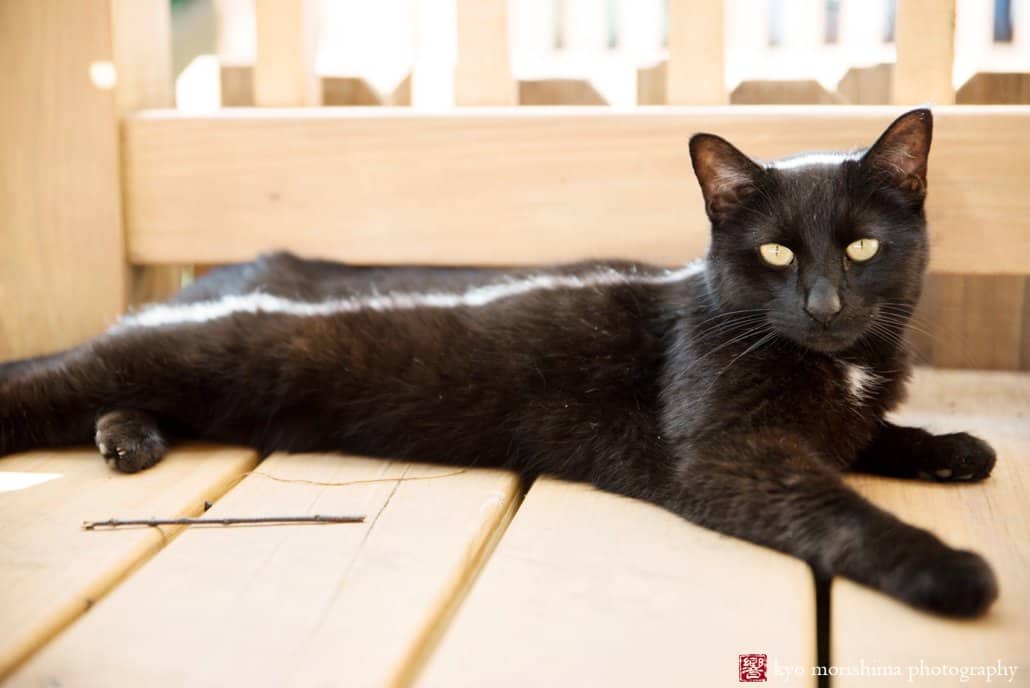 Black cat lounges on a bench, photographed by Kyo Morishima