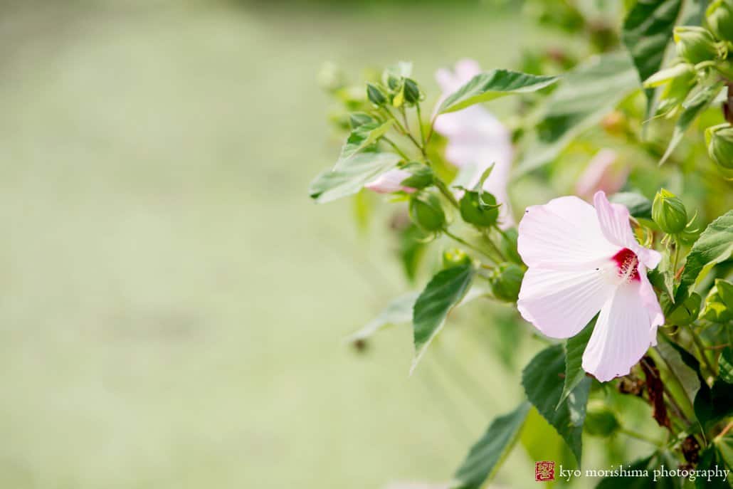 Delicate pink flower in bloom at Perona Farms wedding photographed by Kyo Morishima
