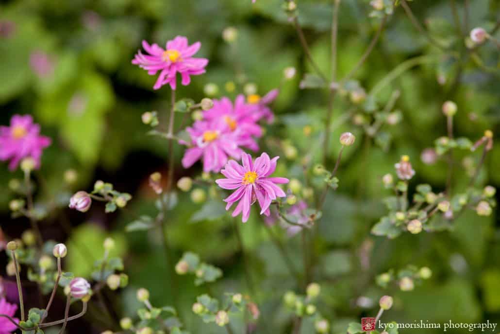 Delicate purple flowers in Bowling Green park, photographed by Kyo Morishima
