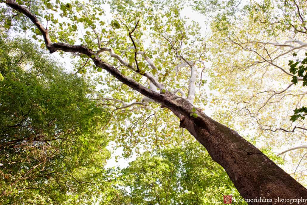 A view of the tree canopy at Prospect Park in October photographed by Kyo Morishima