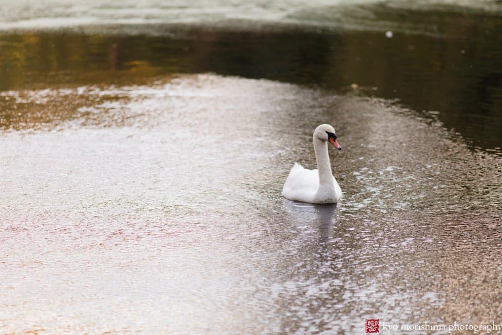 A swan glides over the lake in Prospect Park, photographed in October by Brooklyn photographer Kyo Morishima