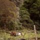 Horses grazing in a field, old wooden fence, thick forest background, Costa Rican destination wedding photographer