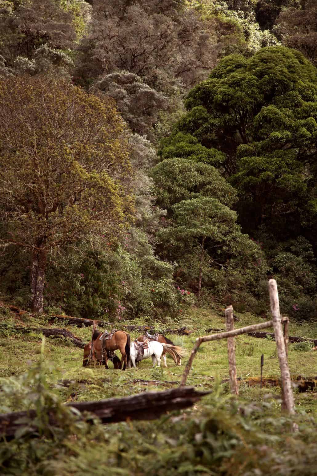 Horses grazing in a field, old wooden fence, thick forest background, Costa Rican destination wedding photographer
