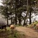 Grazing cows along a dirt path on a cloud covered mountaintop in San Gerardo de Dota at Costa Rican destination wedding.