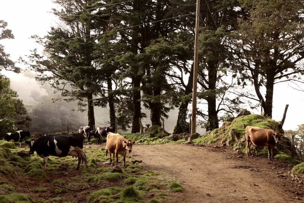 Grazing cows along a dirt path on a cloud covered mountaintop in San Gerardo de Dota at Costa Rican destination wedding.