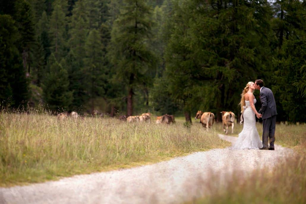 Bride and groom kiss on winding road in Swiss Alps for European destination wedding photography in Switzerland. Swiss dairy cows, grassy field and forest in background.