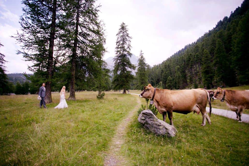 Bride and groom walk along winding path in Swiss Alps as Swiss dairy cows look on for European destination wedding photographer, tree covered mountain, grassy field, Switzerland.