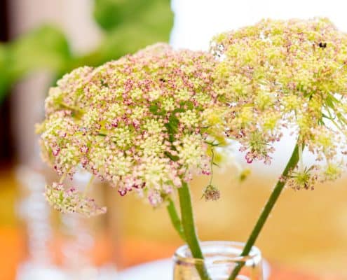 3 stems of pink and green queen anne's lace in a bud vase, wedding table centerpiece, Kristin Rockhill Florist, Nassau Inn Princeton, NJ wedding photographer.