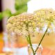 3 stems of pink and green queen anne's lace in a bud vase, wedding table centerpiece, Kristin Rockhill Florist, Nassau Inn Princeton, NJ wedding photographer.