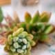 close up of succulents on wedding table centerpiece arrangement, Kristin Rockhill florist, Chauncey Center, Princeton NJ wedding photographer.