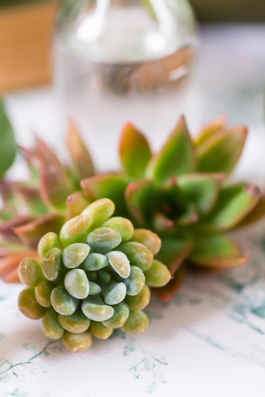 close up of succulents on wedding table centerpiece arrangement, Kristin Rockhill florist, Chauncey Center, Princeton NJ wedding photographer.