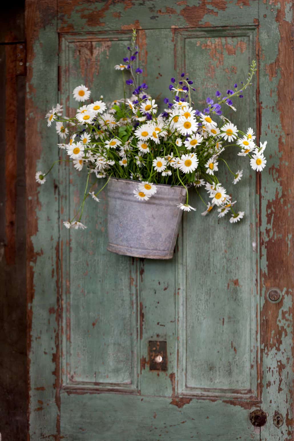 daisies in a metal bucket hung on an old chipped paint door at blooming hill farm NY, Fleur di Re florist, New York wedding photographer.