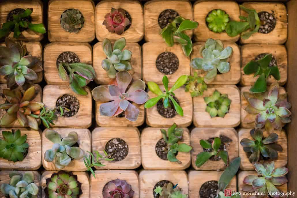 Tiny succulent plants in wooden planters from TheSill