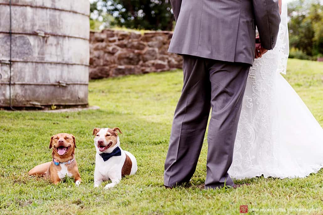 Dogs in wedding photos: portrait of two pit bulls during the bride and groom's photo session, Emily’s Pennington, Adam Oded, A-1 Limo, Mary Bradley Events, Grevillea Weddings and Events, Kyo Morishima Photography, Princeton NJ dogs portrait
