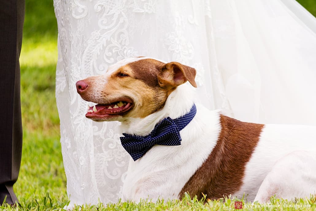 Bringing your dog to the wedding service: this dog wears a bow tie at Glenmoore Farm wedding in Hopewell NJ