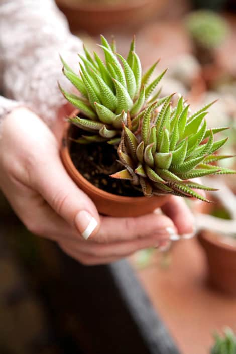 Holding a succulent plant with French tip manicure