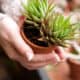 Holding a succulent plant with French tip manicure
