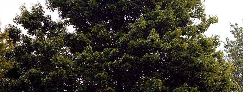 Outdoor engagement photo with silhouette of couple standing under a tree. Photographed at TPC Jasna Polana, Princeton, NJ.