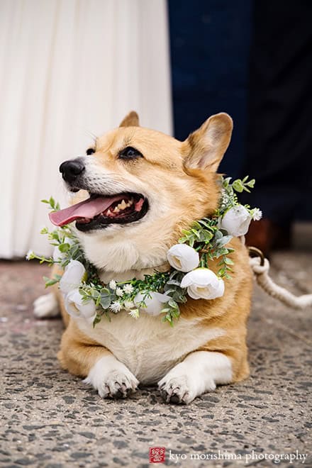 501 Union Gowanus canal Brooklyn documentary street life style wedding portrait newlywed dog pet