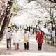 Ladies Walking Under Cherry Blossoms, Shukugawa Japan