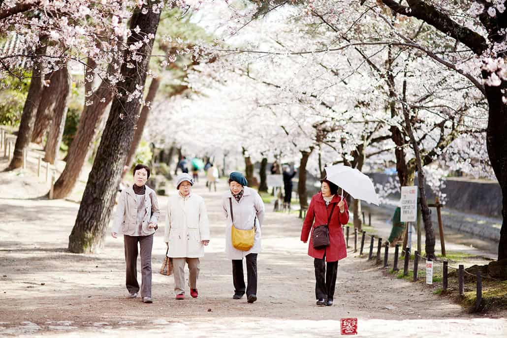 Ladies Walking Under Cherry Blossoms, Shukugawa Japan