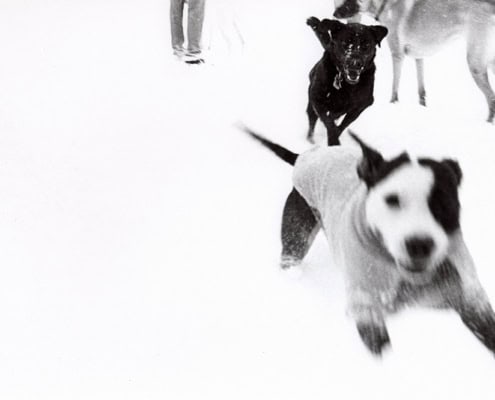 street photography decisive moment, black and white, film, snow day, Washington DC Dogs running